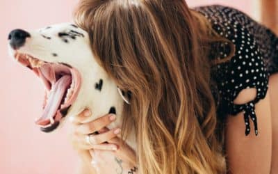 TOP 10 French Dog Influencers on Instagram