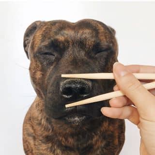 Staff Igor dog